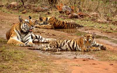 Panna National Park