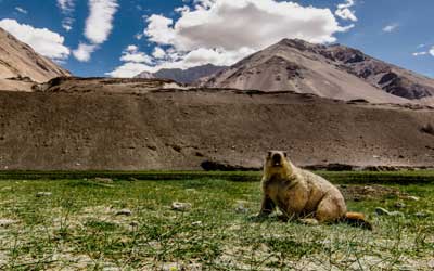 Parc national d'Hémis Ladakh