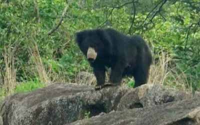 Mount Abu Wildlife Sanctuary