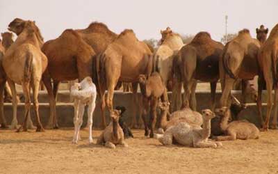 National Research Centre On Camel