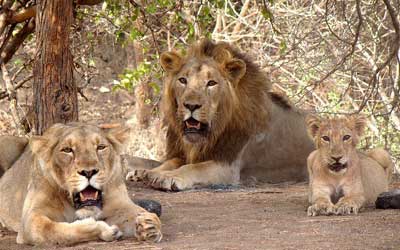 Gir National Park