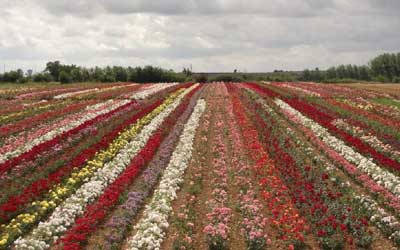 Rose Garden Pushkar